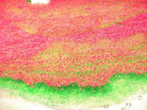 10743476_10202817338703152_1182191289_n