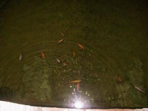 581424_3603708739984_1562072249_n